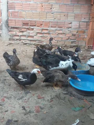 Pato Paysandu  - Foto 4