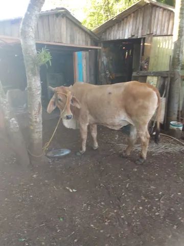Vaca 3 anos d idade