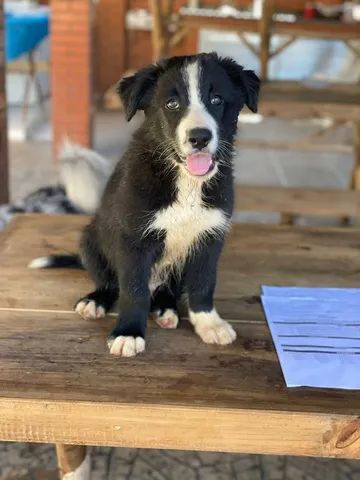 Filhotes Border Collie com 2 doses de vascina v8