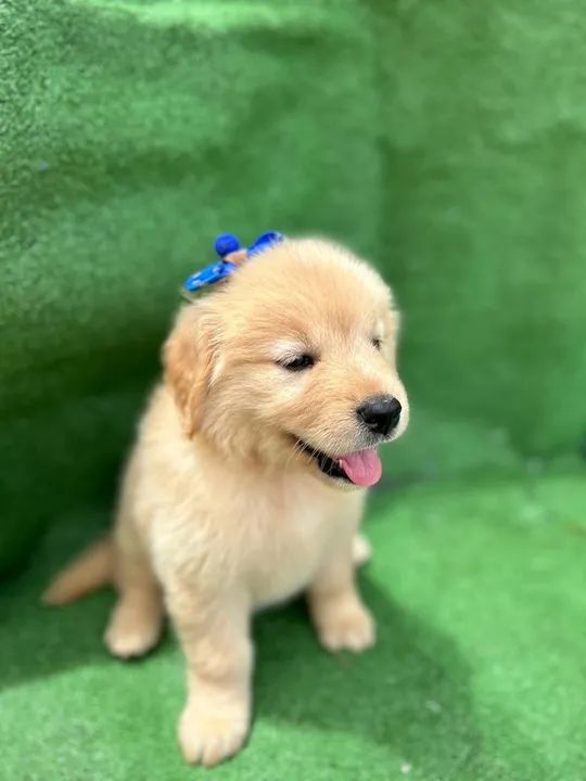 Filhote golden retriver  - Foto 4