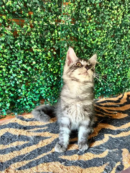 Filhotes Maine Coon disponível - Foto 4