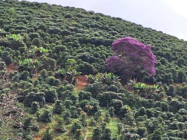 ? SÍTIO À VENDA - GUAÇUÍ/ES ? - Foto 2