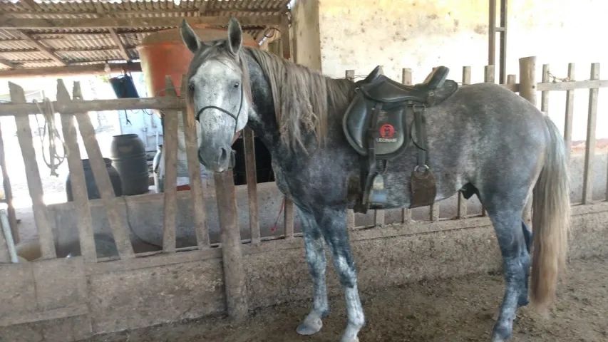 Cavalo Mangalarga Marchador 5 anos - Foto 5