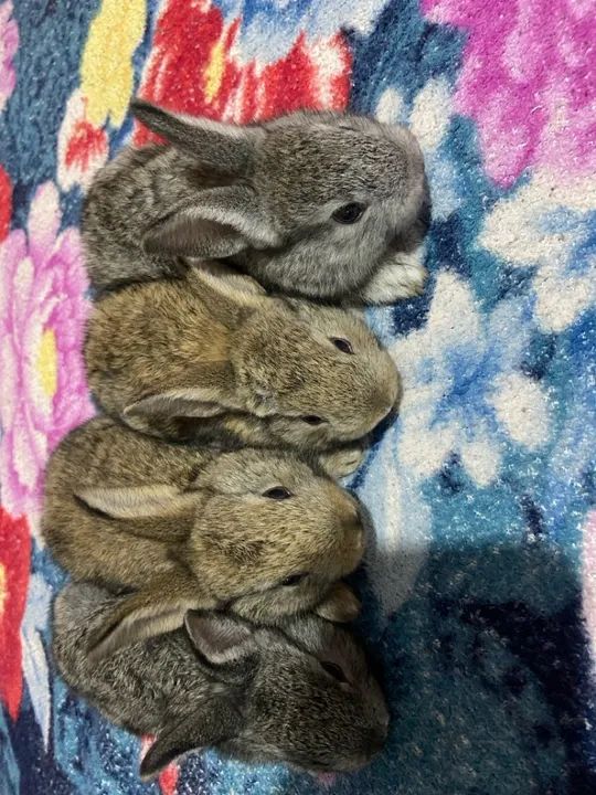 4 coelhinhos fofinhos  - Foto 4