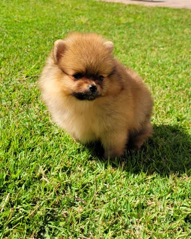 Spitz Alemão Lulu Anão macho - Pedigree CBKC - 12x sem juros envio gratis