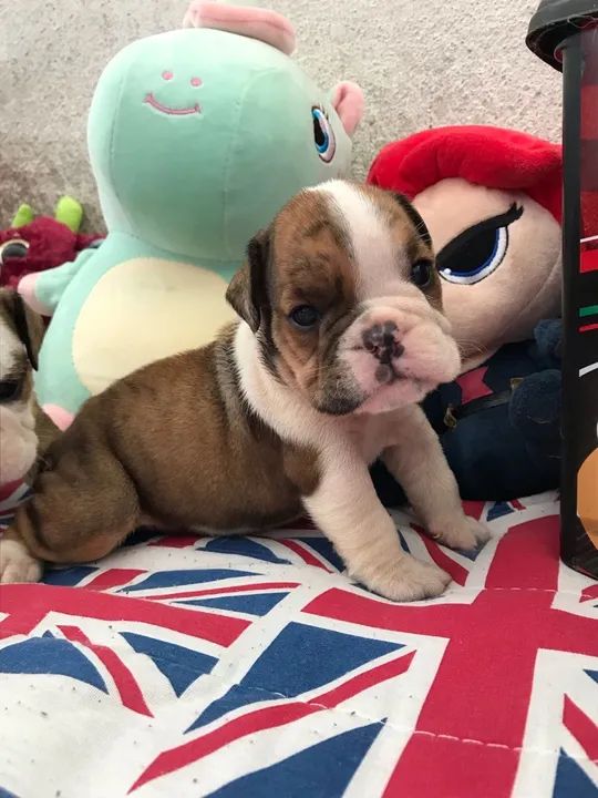 Bulldog Inglês .