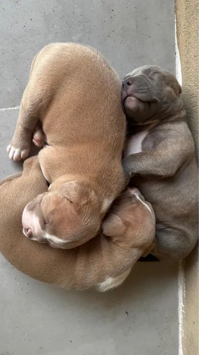 Filhotes de american bully