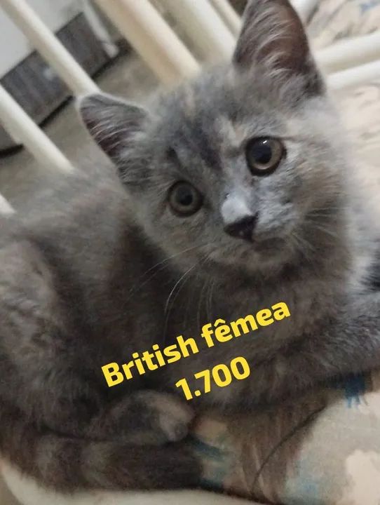 British, Angorá, Gato da Floresta e Chartreux  - Foto 4