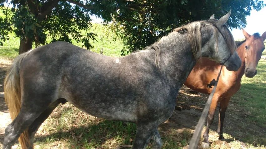 Cavalo Mangalarga Marchador 5 anos - Foto 2