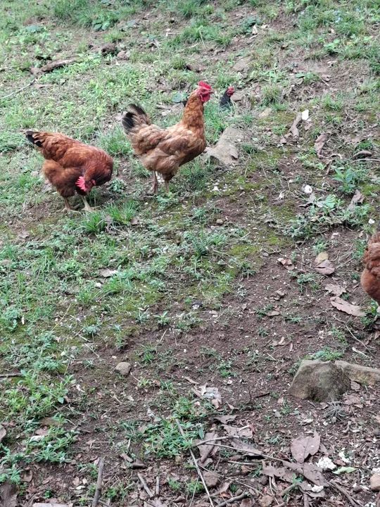 Galinhas poedeiras Embrapa 51 - Foto 2