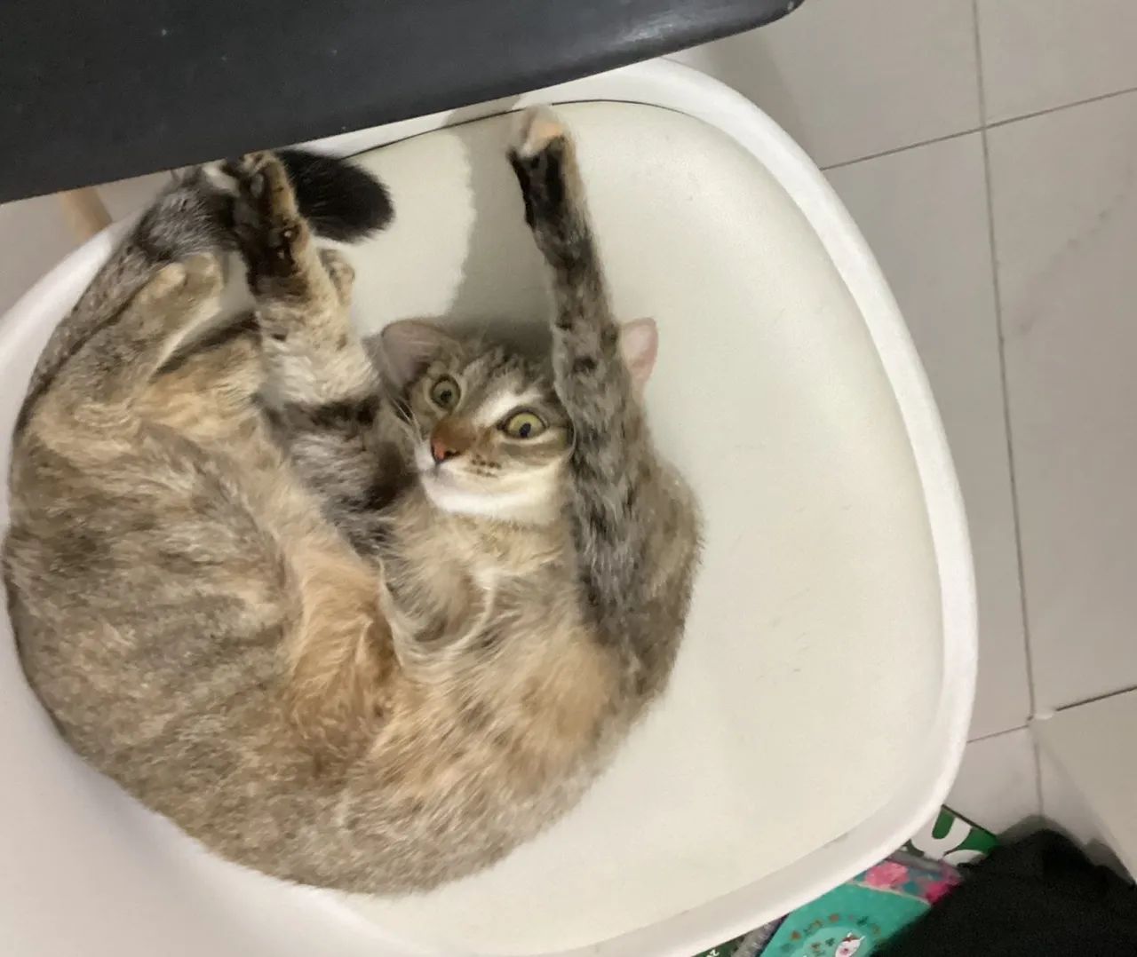 GATA fêmea castrada para adoção responsável  - Foto 2
