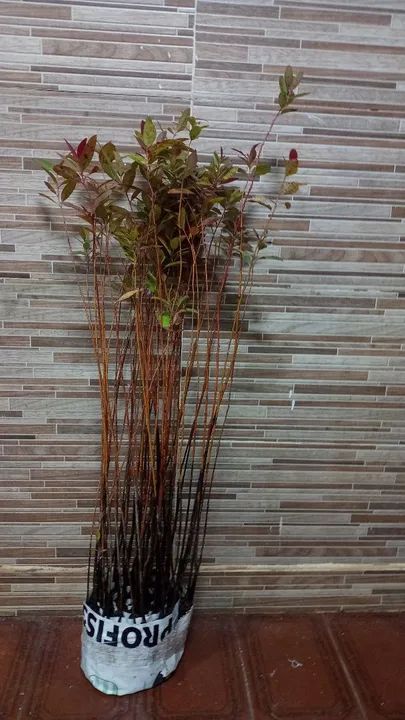 Mudas de eucalipto,acima de 100 mudas está saindo R$:3,00 reais cada . - Foto 4