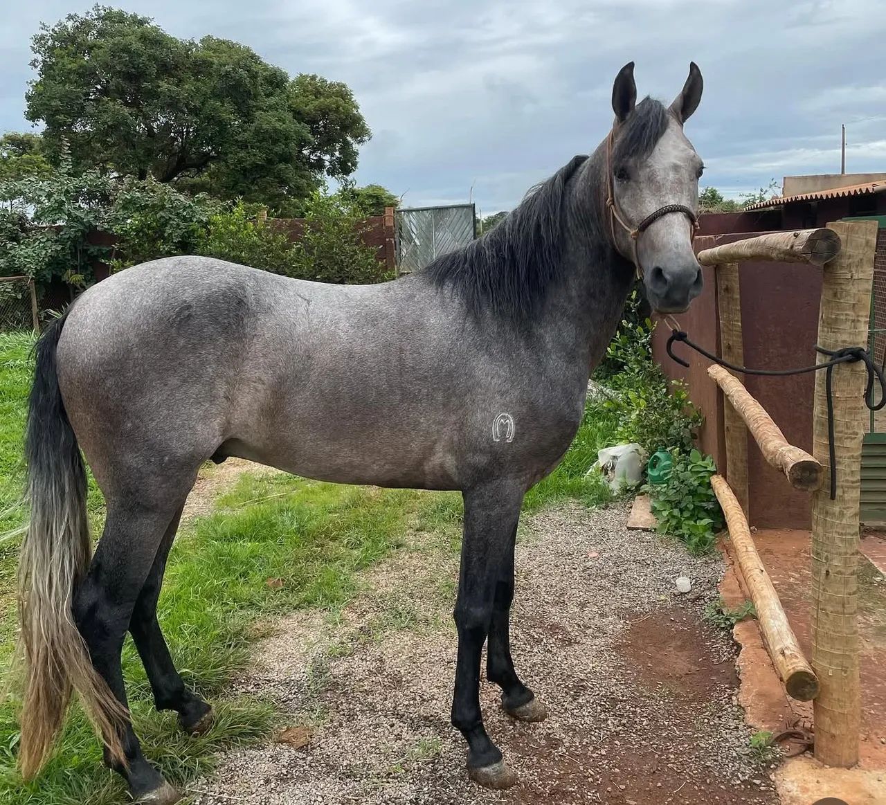 Manga larga troco por quarto de milha  - Foto 2