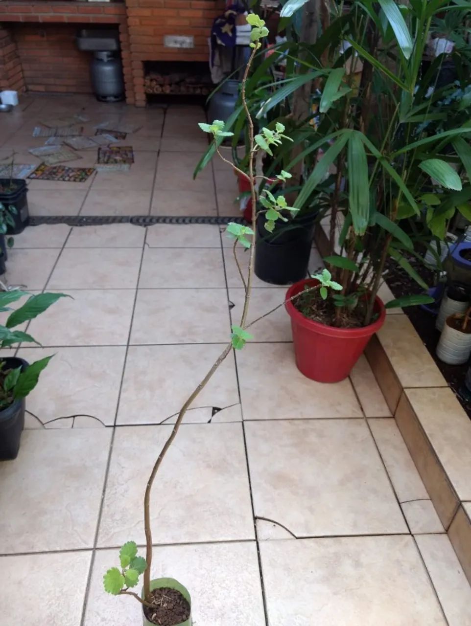 Vendo Mudas de Mirra ( Planta Incenso ) - Guarulhos - Foto 2