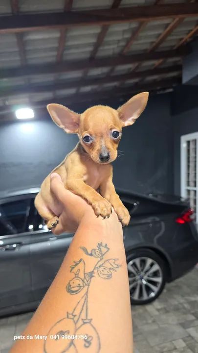 Pinscher  machinho zero  - Foto 2