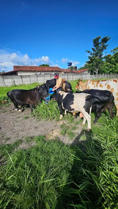 Mini vaca  / Mini Boi  - Criatório especializado  - Foto 3