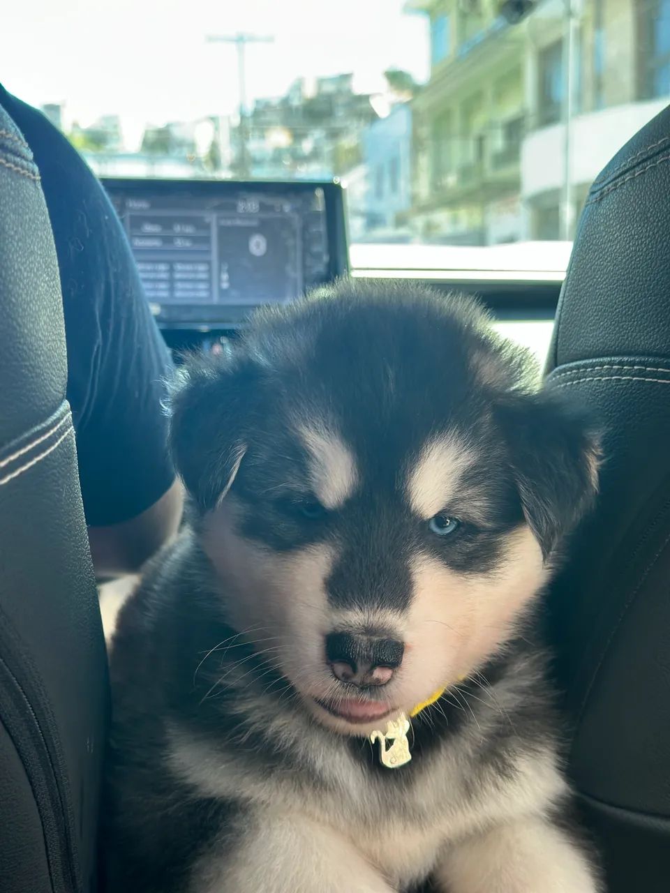 Filhotes de Husky Siberiano - Cachorros - Pontal, Ilhéus