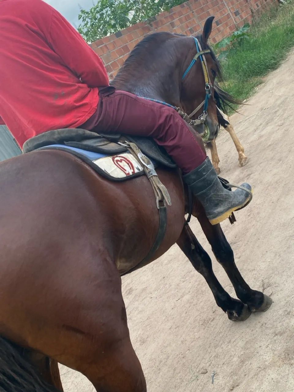 Cavalo mangalarga  - Foto 5