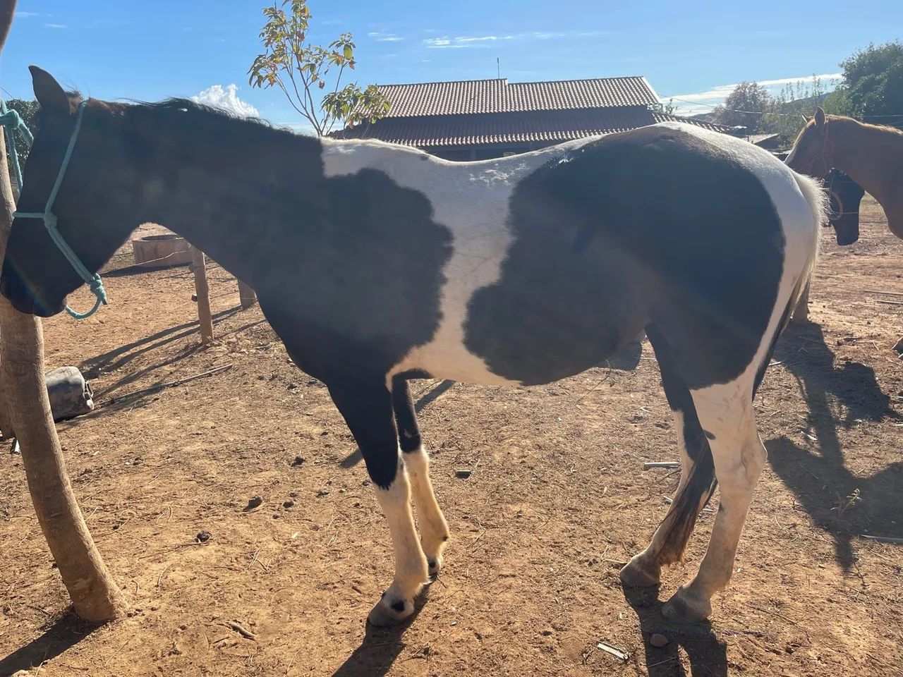 Égua para agropecuária - Foto 4
