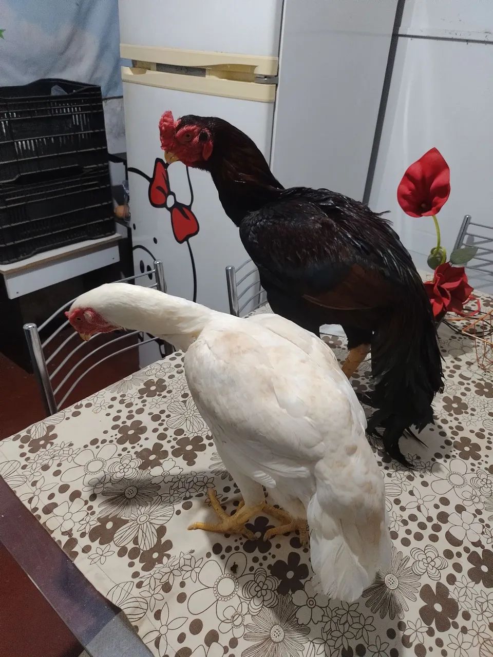 Índio bico curto crista ferrão  - Foto 2