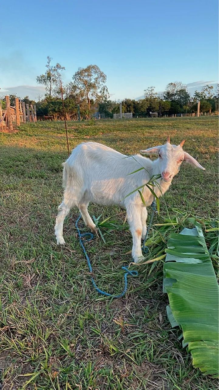 Cabra bebê fêmea para venda