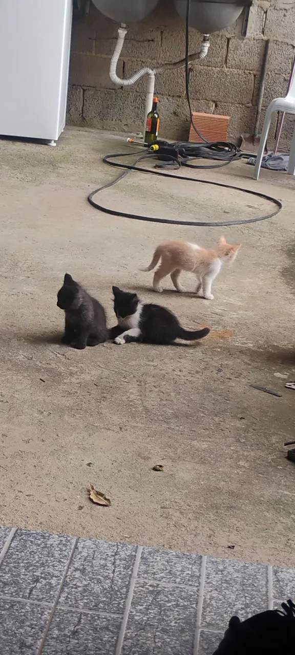 Filhotes de gatos para adoção