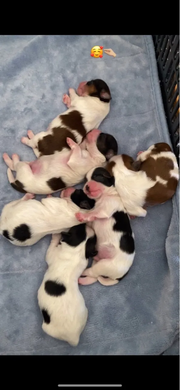 Filhotes de Shih Tzu para venda 800$ ,só tenho um de 600$ à vista.