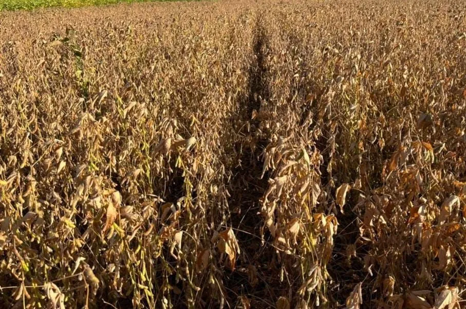 Fazenda de arrendamento 800hec em Antônio João MS. Argila 25 a 30%