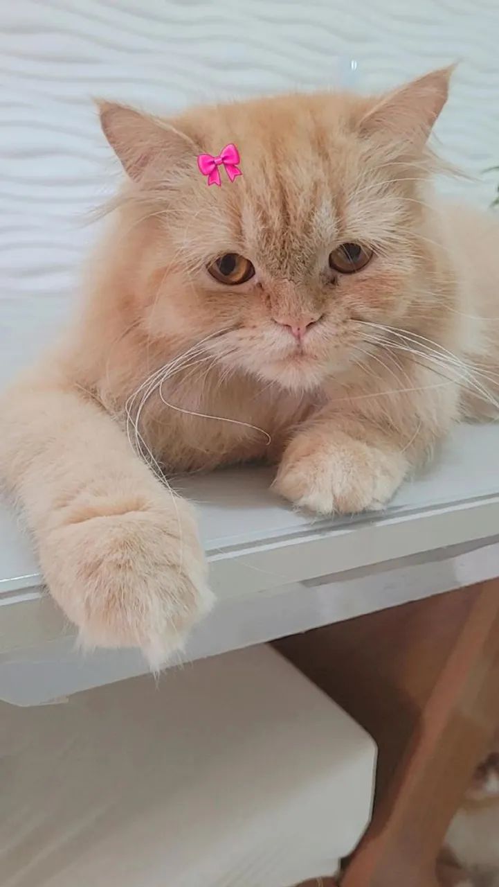 Gatinha persa - Foto 5