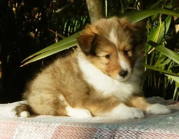 Pastor de Shetland Filhotes Lindos na Cor tricolor, bicolor