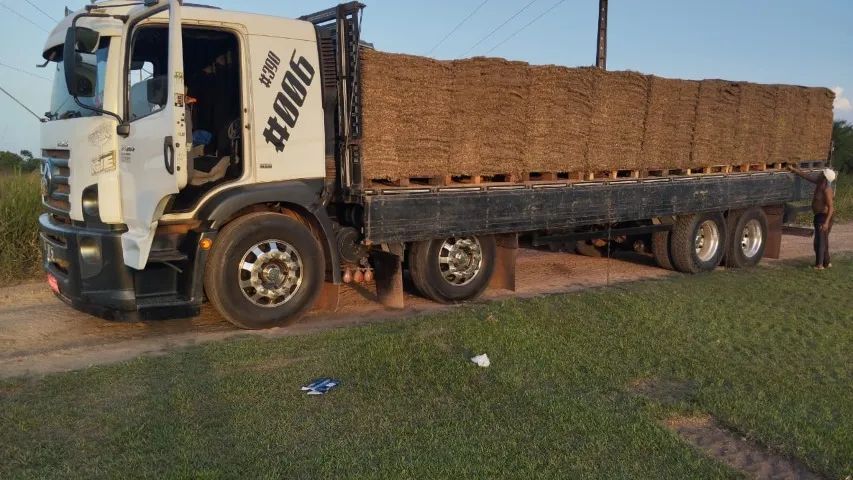 Grama esmeralda em placas - Foto 4