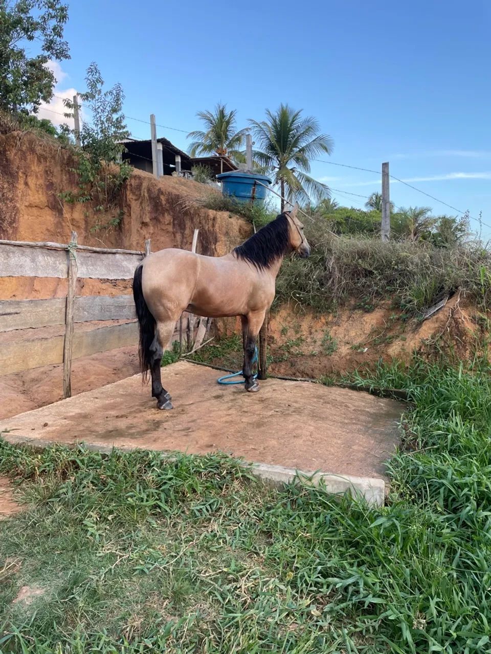 Cavalo Mangalarga Marchador - Foto 6