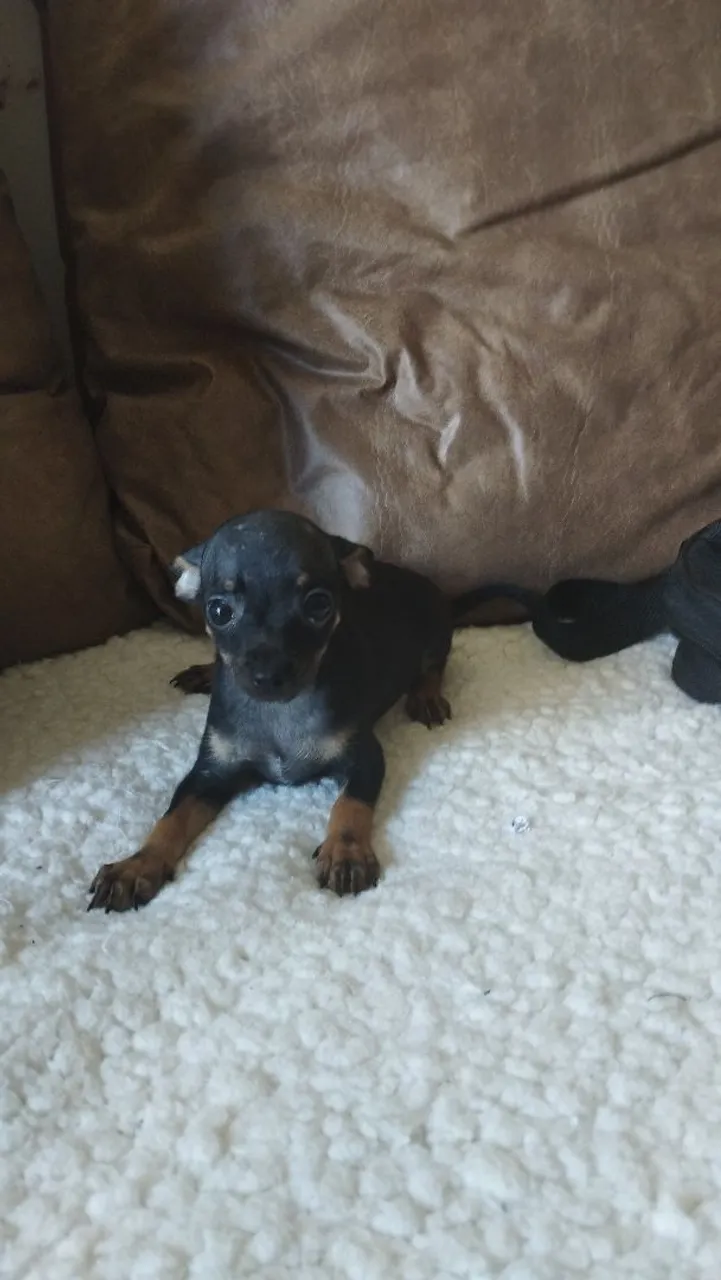 FILHOTE DE PINSCHER N° 0 STANDART - PRETO ,ÚLTIMO APROVEITA !!