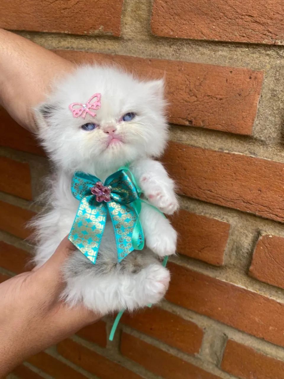 Persa 61 Dias ( Brincalhões)