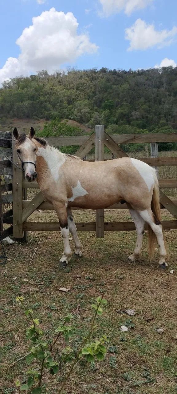 Cavalo Pampa  - Foto 4