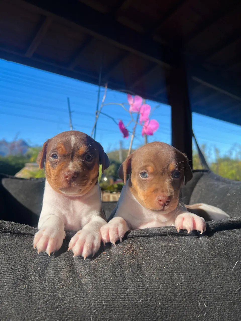 Filhotes de Terrier Brasileiro ( Fox Paulistinha) com Pedigree