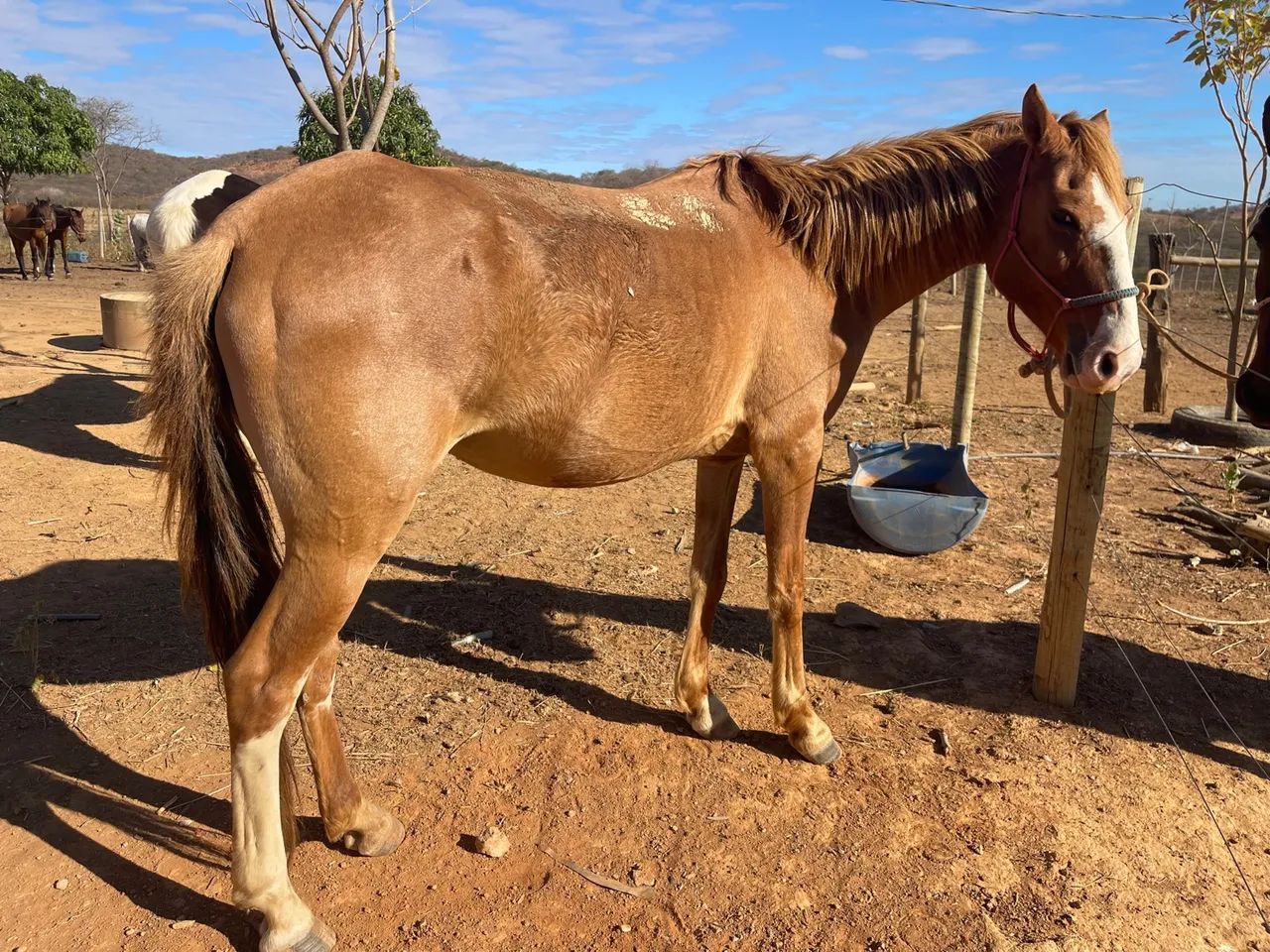 Égua para agropecuária - Foto 2
