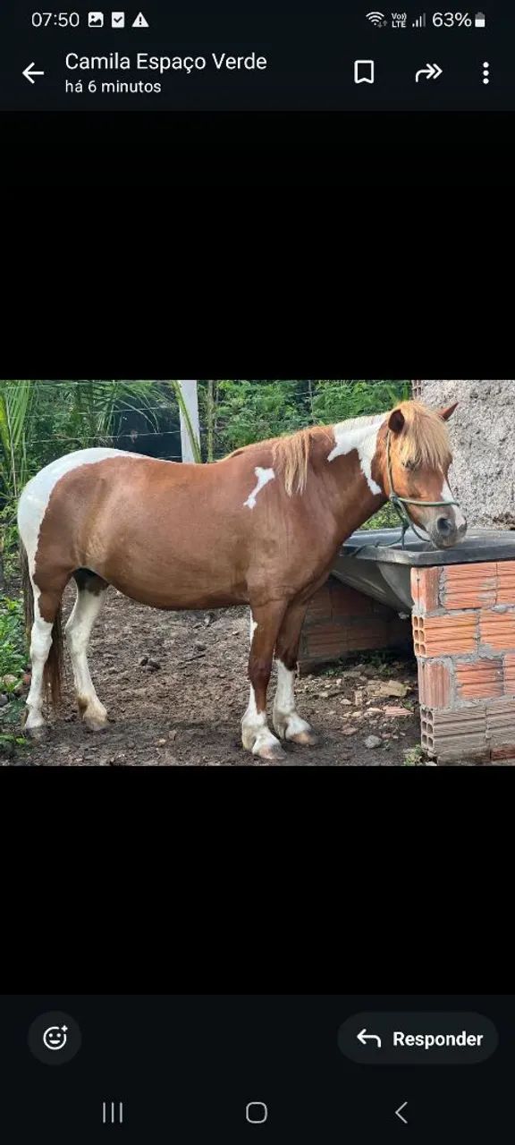 PÔNEI FÊMEA MANSA  - Foto 4