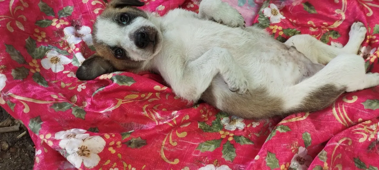 Todos para a doação 