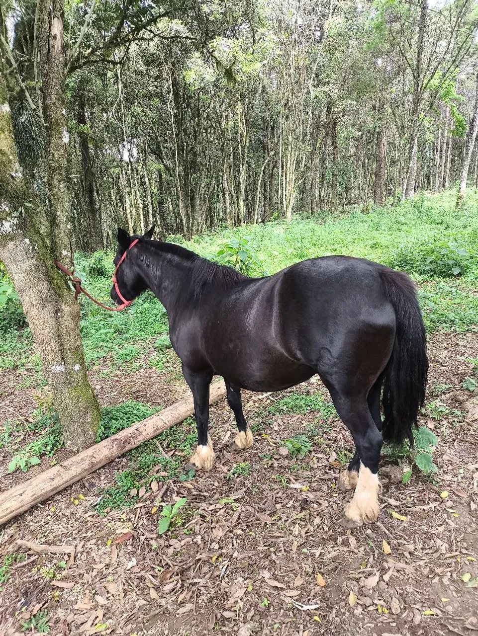Égua crioula  - Foto 2