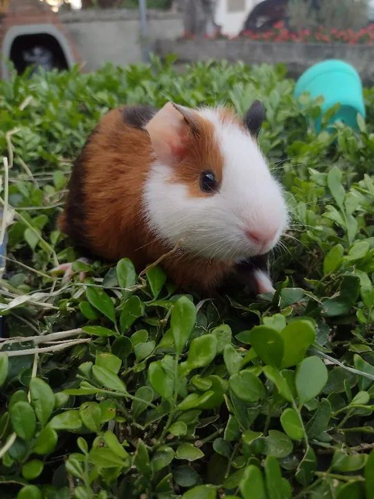 Porquinho da índia disponível 