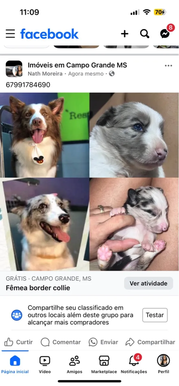 Border collie fêmea