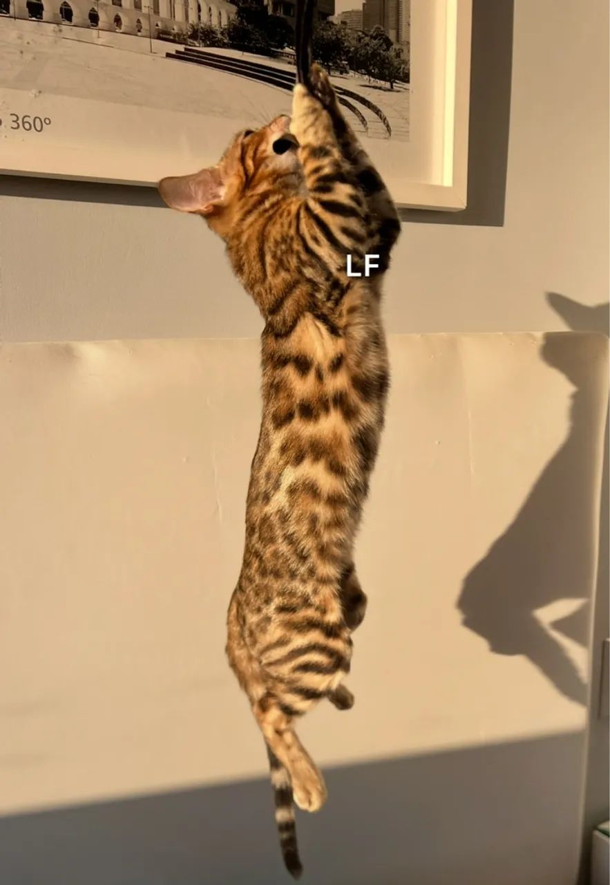 Gato Bengal  - Foto 2