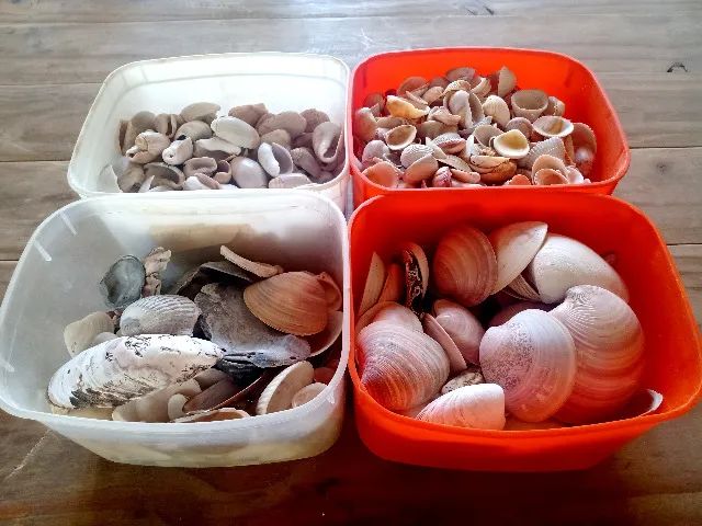 Conchas marinhas - Foto 2