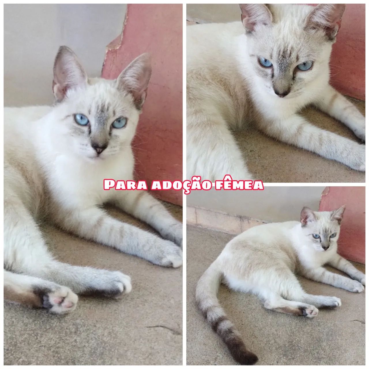 Gata Siamês para adoção