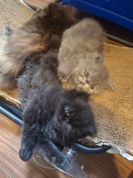Vende-se gatinhos persas filhotes - Foto 6