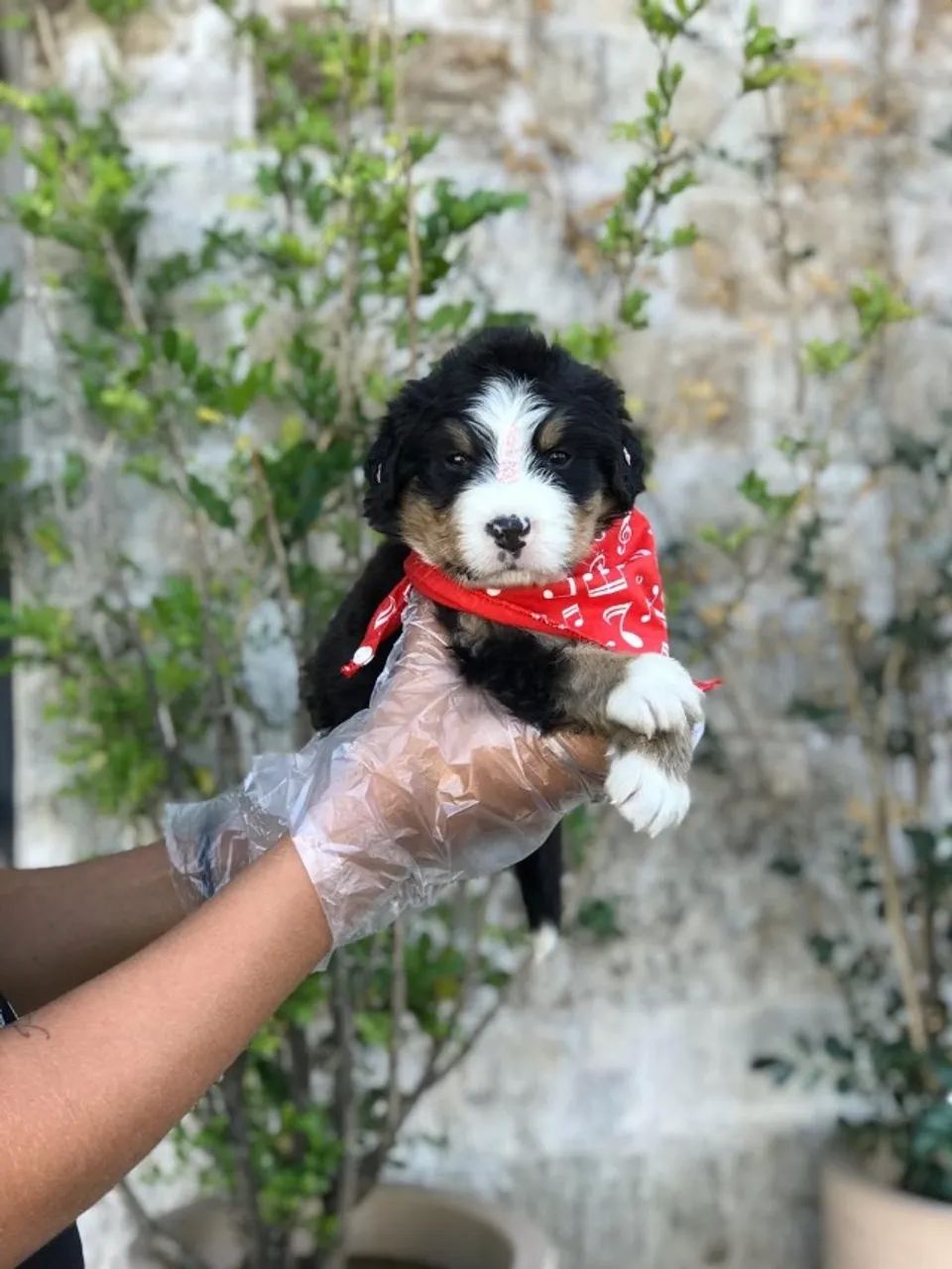 Bernese machinhos com 57 dias esta com vacina v10  vermifugado tem pedigree e garantia 