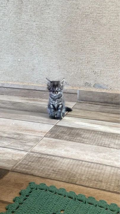 Gatinho fofinho para adoção