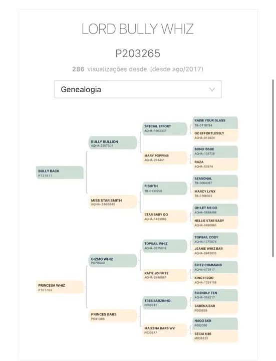 Cavalo Quarto de Milha  - Foto 6