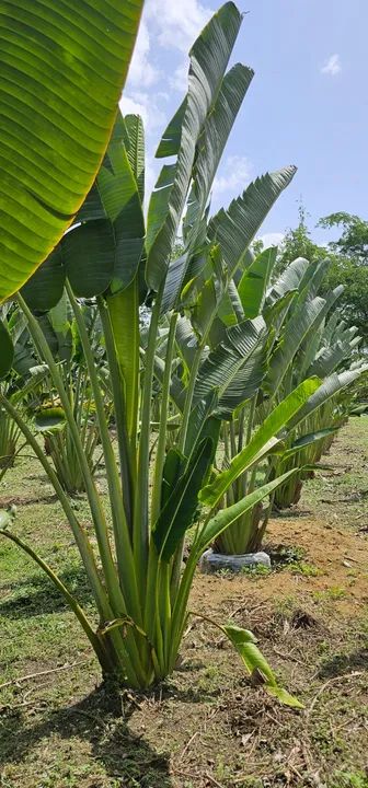 Palmeira Ravenala 3m de Altura - Foto 3